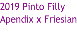 2019 Pinto Filly  Apendix x Friesian