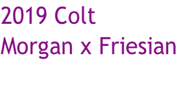 2019 Colt Morgan x Friesian