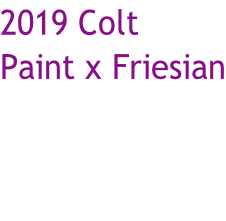 2019 Colt  Paint x Friesian